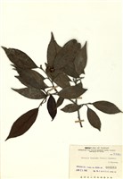 藏品(臺灣水絲梨)的圖片